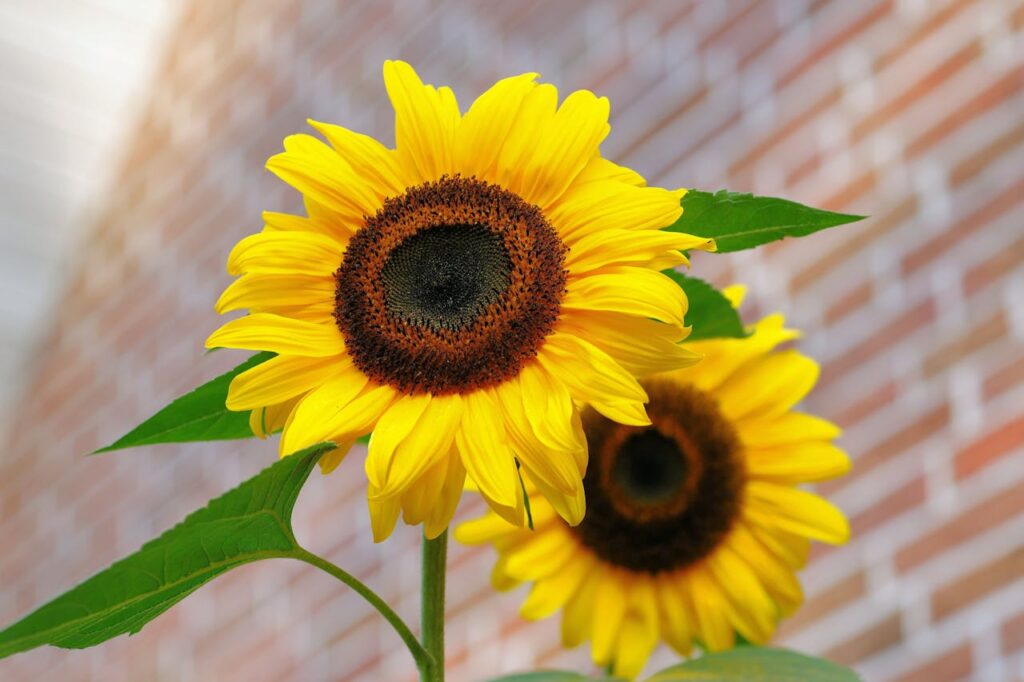 sunflower-flowers-bright-yellow-46216-46216.jpg